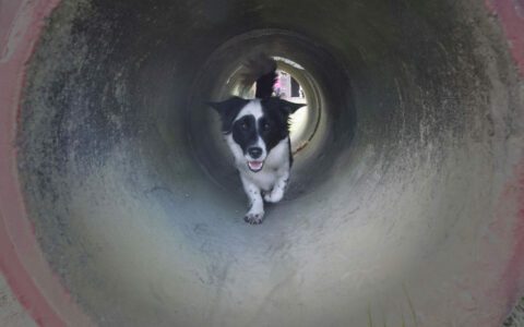 tunnel_panda
